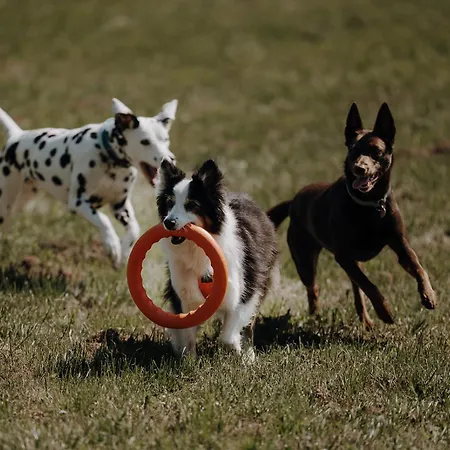 Πάρκο διακοπών Chaletdorf Zellersee